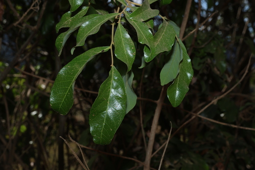 Alectryon connatus, photograph 6