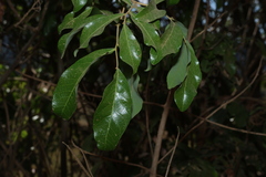 Alectryon connatus, photograph (c) Greg Tasney, some rights reserved (CC BY-SA)