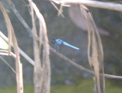 Brachydiplax duivenbodei