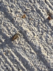 Insecta