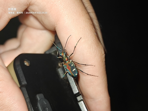Golden-spotted Tiger Beetle