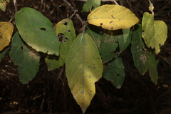 Mallotus claoxyloides, photograph (c) Greg Tasney, some rights reserved (CC BY-SA)