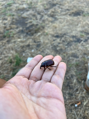 Phyllognathus excavatus