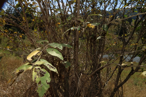 Mallotus claoxyloides, photograph 3