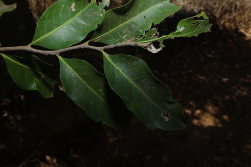 Siphonodon australis, 2026-09-07