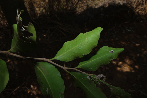Siphonodon australis, photograph 4