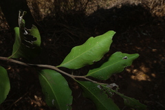 Siphonodon australis, photograph (c) Greg Tasney, some rights reserved (CC BY-SA)