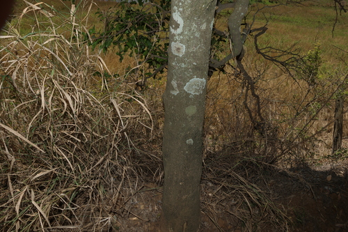 Siphonodon australis, photograph 5