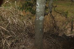 Siphonodon australis, photograph (c) Greg Tasney, some rights reserved (CC BY-SA)