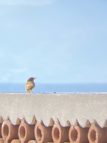 Spotted Flycatcher