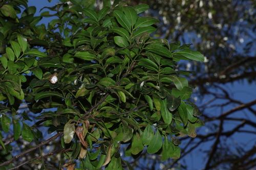 Owenia venosa, photograph 2