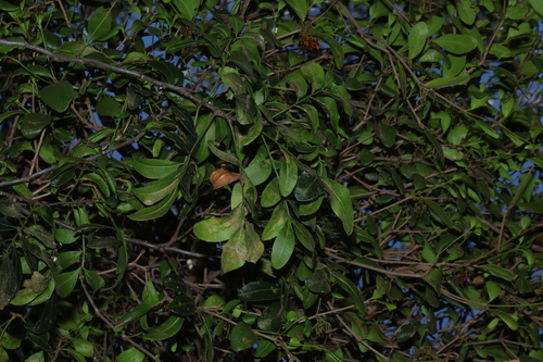 Owenia venosa, photograph 1