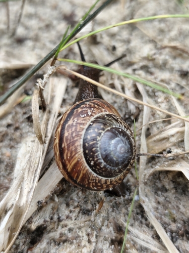 Copse Snail