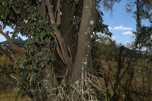 Owenia venosa, photograph 3
