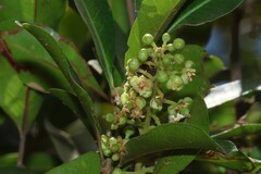 Cupaniopsis parvifolia
