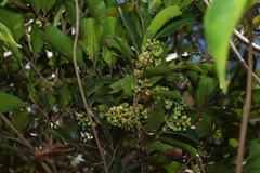 Cupaniopsis parvifolia, photograph (c) Greg Tasney, some rights reserved (CC BY-SA)