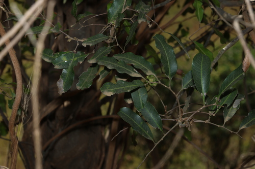 Cupaniopsis parvifolia, photograph 2