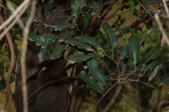 Cupaniopsis parvifolia, photograph (c) Greg Tasney, some rights reserved (CC BY-SA)