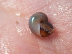 Margarites helicinus