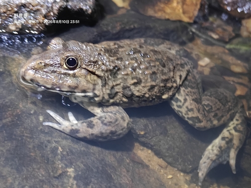 East Asian Bullfrog