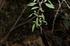Jasminum didymum, photograph (c) Greg Tasney, some rights reserved (CC BY-SA)