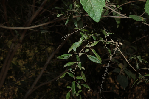 Jasminum didymum, photograph 2