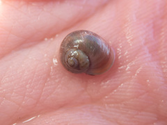 Margarites helicinus