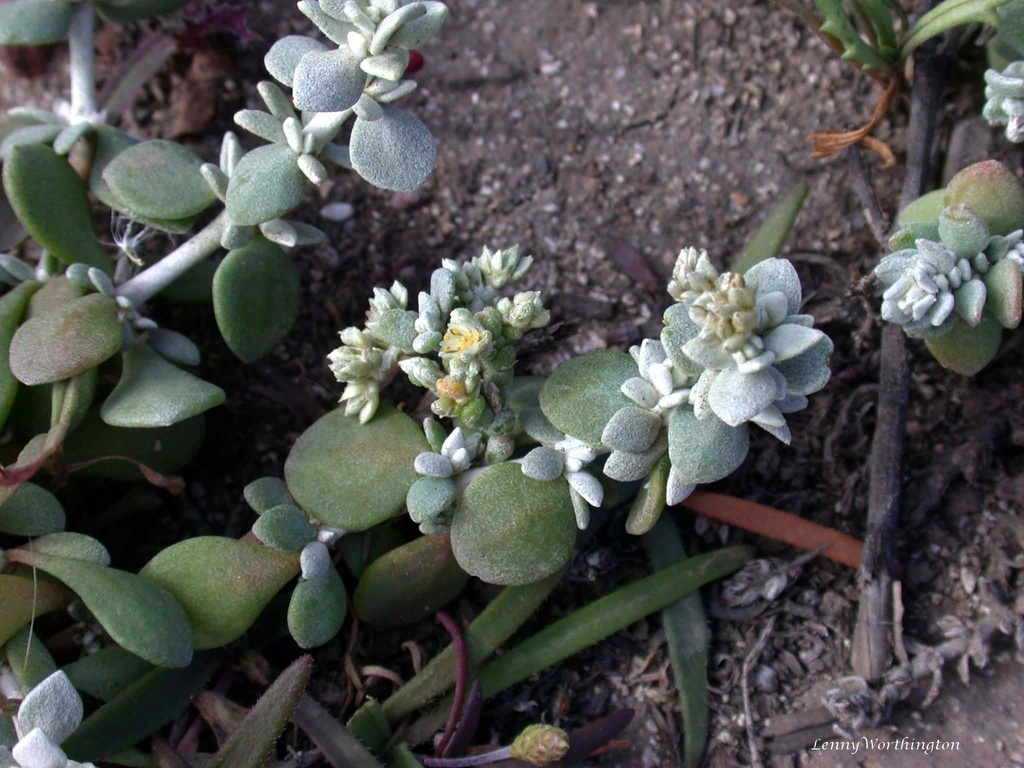 Polycarpaea nivea; photograph (c) Leonard Worthington, some rights reserved (CC BY)