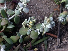 Polycarpaea nivea