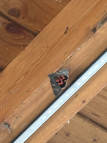 Red Underwing