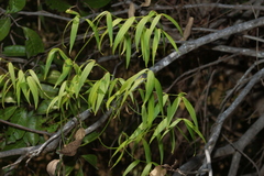 Eustrephus latifolius, photograph (c) Greg Tasney, some rights reserved (CC BY-SA)