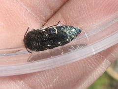 Acmaeodera ornatoides