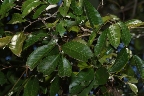 Arytera foveolata, photograph 3