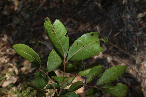 Arytera foveolata, photograph 4