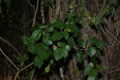 Alchornea ilicifolia, photograph (c) Greg Tasney, some rights reserved (CC BY-SA)
