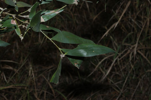 Acacia disparrima, photograph 2