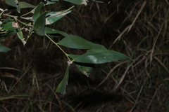 Acacia disparrima, photograph (c) Greg Tasney, some rights reserved (CC BY-SA)