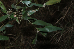 Acacia disparrima, photograph (c) Greg Tasney, some rights reserved (CC BY-SA)