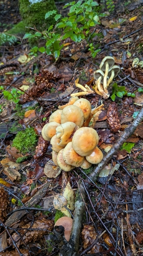 Sulphur Tuft