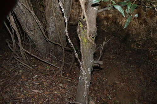 Acacia disparrima, photograph 4