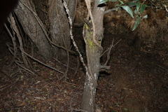 Acacia disparrima, photograph (c) Greg Tasney, some rights reserved (CC BY-SA)