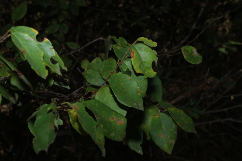 Bridelia leichhardtii