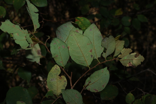 Bridelia leichhardtii, photograph 1