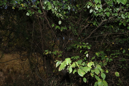 Bridelia leichhardtii, photograph 2