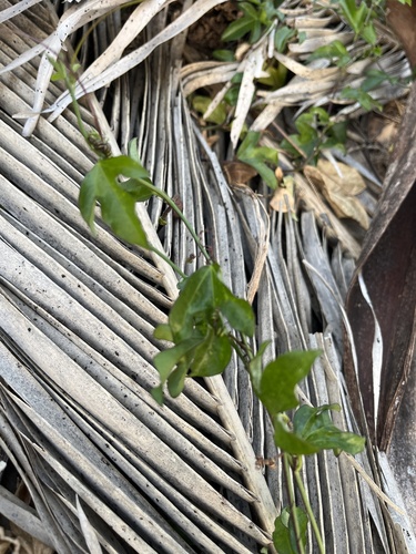 Passiflora pallida, photograph 5