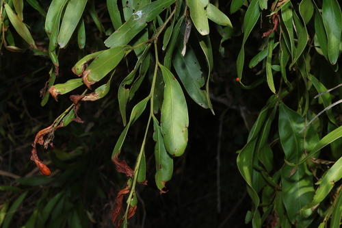 Acacia fasciculifera, photograph 6