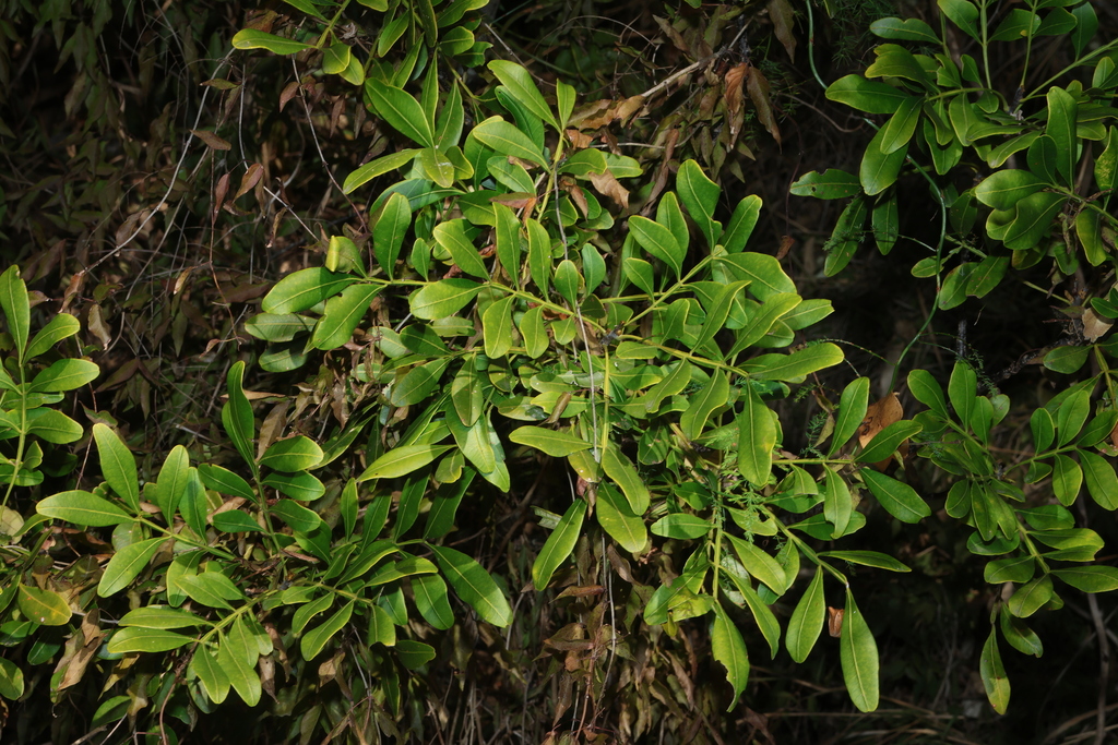 Owenia venosa; photograph (c) Greg Tasney, some rights reserved (CC BY-SA)