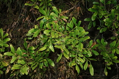 Owenia venosa