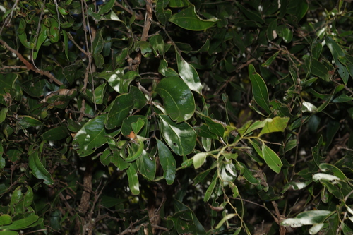 Acacia fasciculifera, 2026-09-07