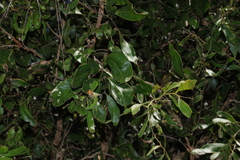 Acacia fasciculifera, photograph (c) Greg Tasney, some rights reserved (CC BY-SA)